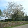 Agriturismo Casa dei Girasoli - Ciliegio