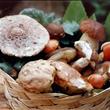 dal bosco vicino