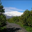 Vista dell' Etna dall' azienda- The view of Etna from the farmhouse